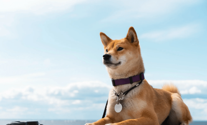 Цена Dogecoin достигла нового максимума 2024 года: вот два пути развития событий
