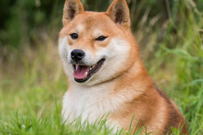 Dogecoin планирует достичь рубежа в 1 доллар: следующая рыночная капитализация в 100 миллиардов долларов?