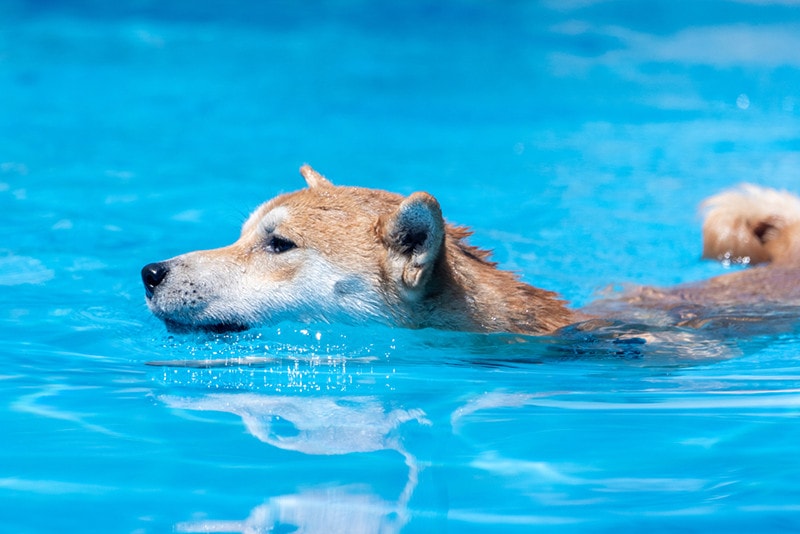 Последний падение? Коррекция Dogecoin может предшествовать рекордным всплескам - анализатор
