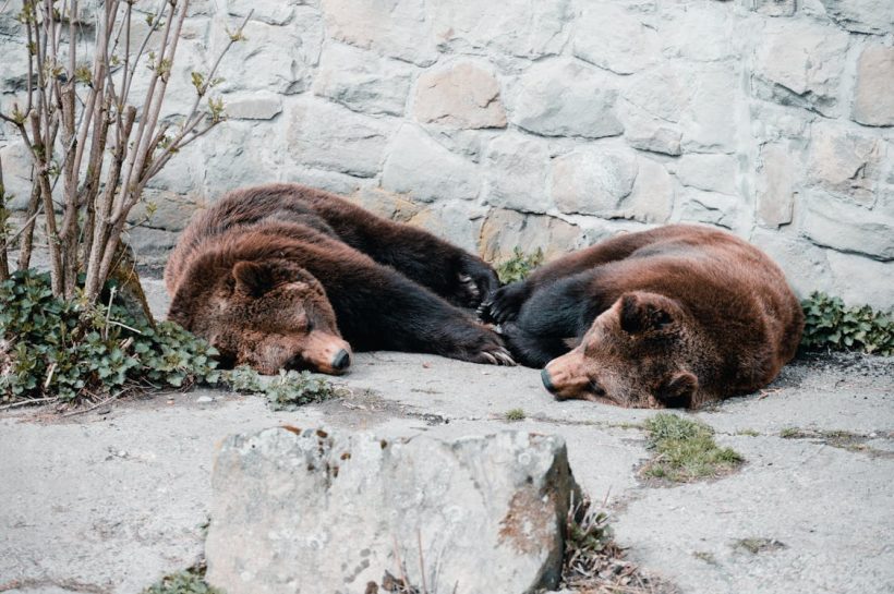 Экспертный аналитик предупреждает биткойн/VIX не является оптимистичным: сигналами медвежьего рынка