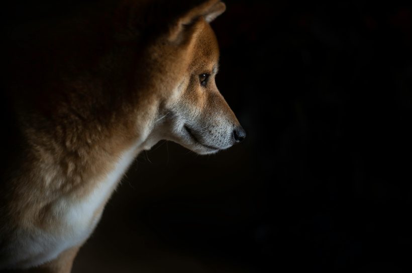 Цена Dogecoin закрывается на основной линии тренда для прорыва до 1 доллара США