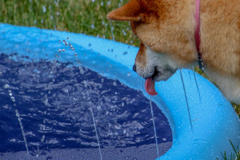 Brace для удара: Dogecoin может упасть, прежде чем взлететь на 400% - анализатор