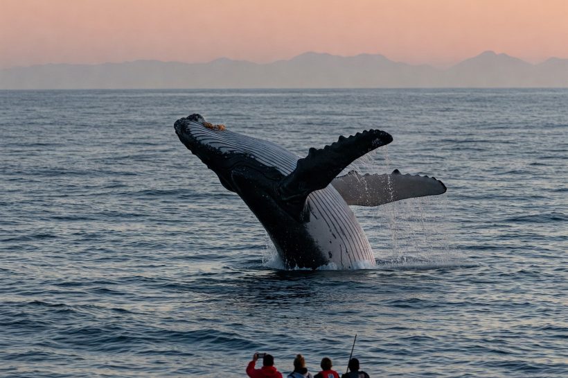 Оповещение о китах: Ripple отправляет 200 миллионов XRP в тени