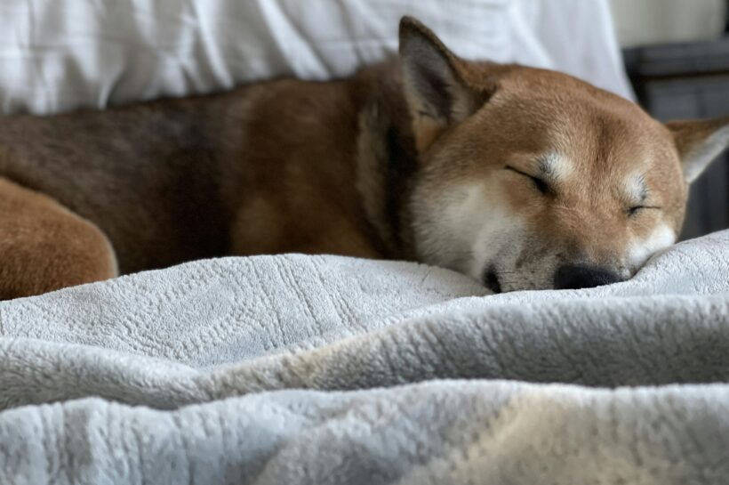 Dogecoin Danger: падение менее 0,16 долл. США может вызвать 30% -ную аварию - анализатор