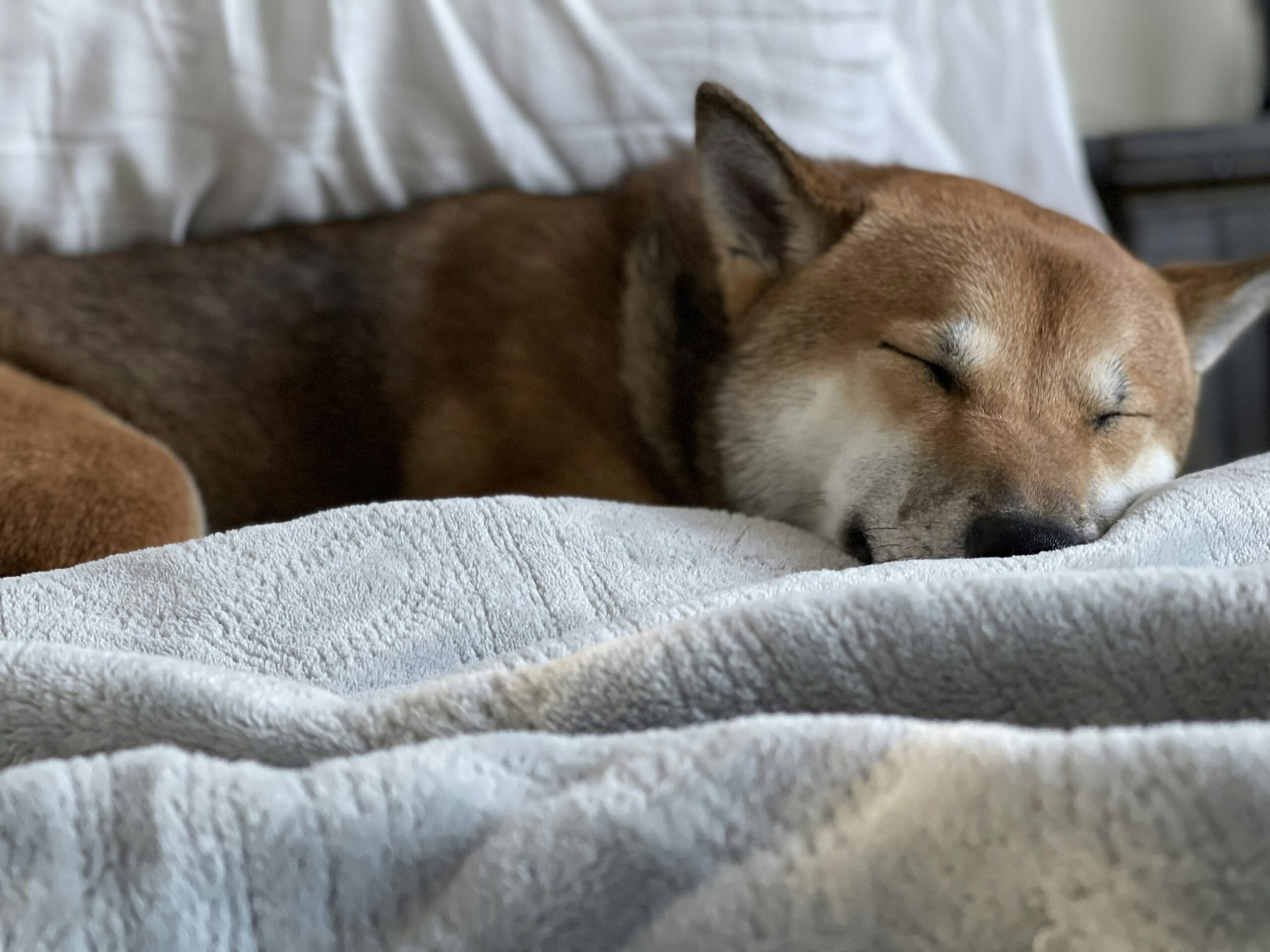 Dogecoin Danger: падение менее 0,16 долл. США может вызвать 30% -ную аварию - анализатор