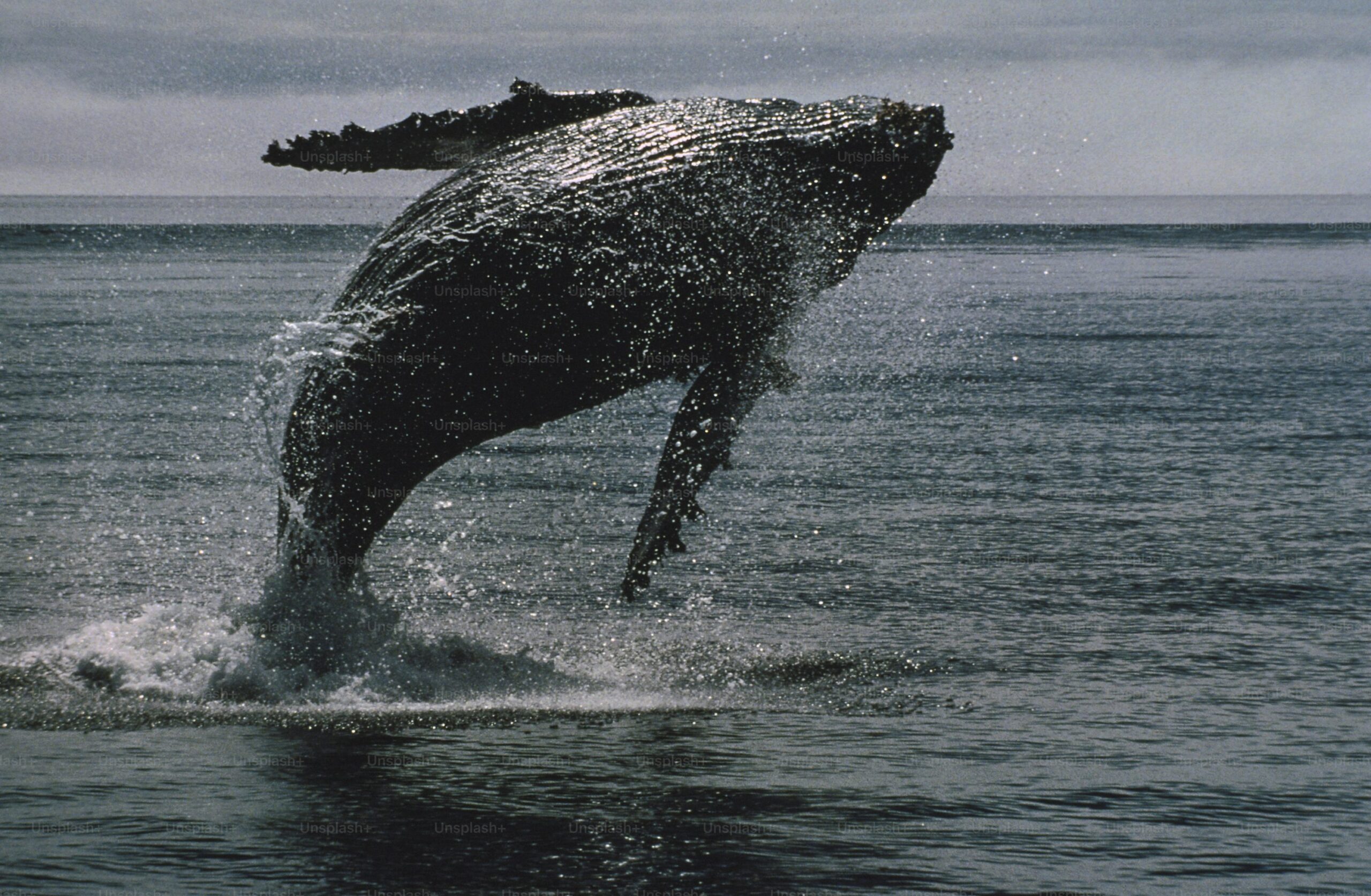 Bitcoin Whale нарушает молчание с переводом на 26 миллионов долларов - что происходит?