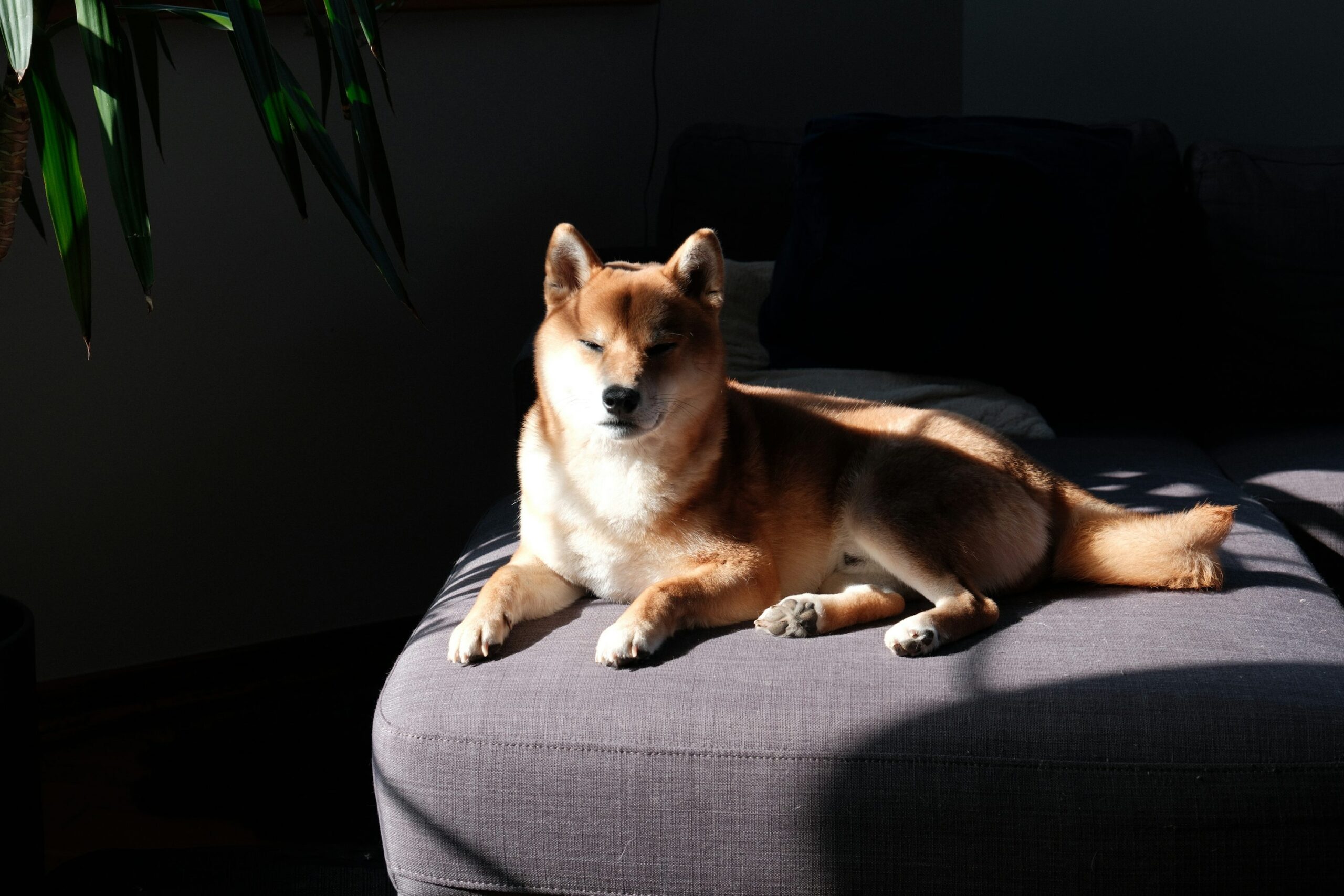 Dogecoin привлекает новое внимание, поскольку открытые проценты превышают 3 миллиарда долларов