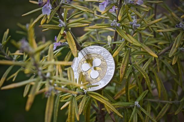 XRP заправляется для прорыва, но Maws Divergence Clouds Outlook