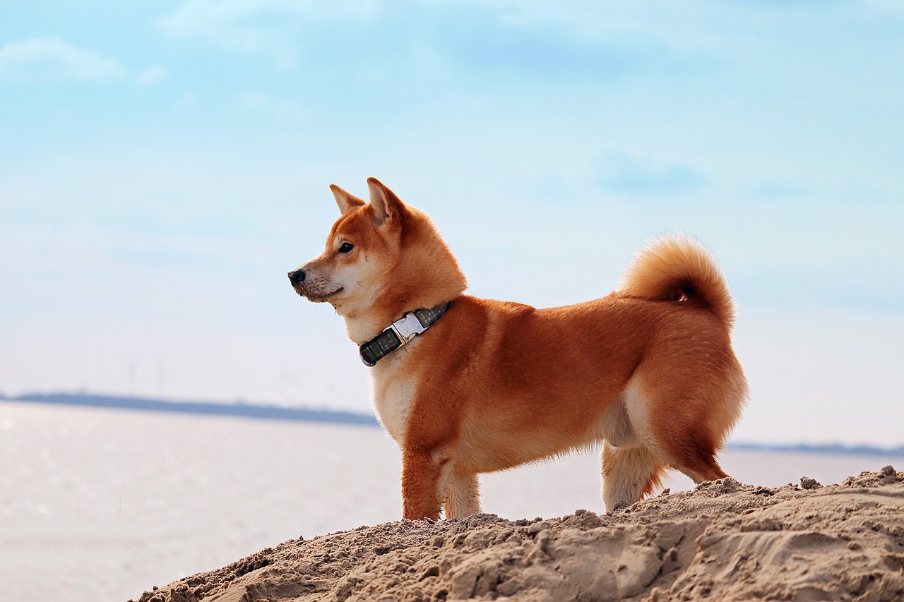 Глаза Dogecoin Massive Breakout: следующий ход зависит от $ 0,30