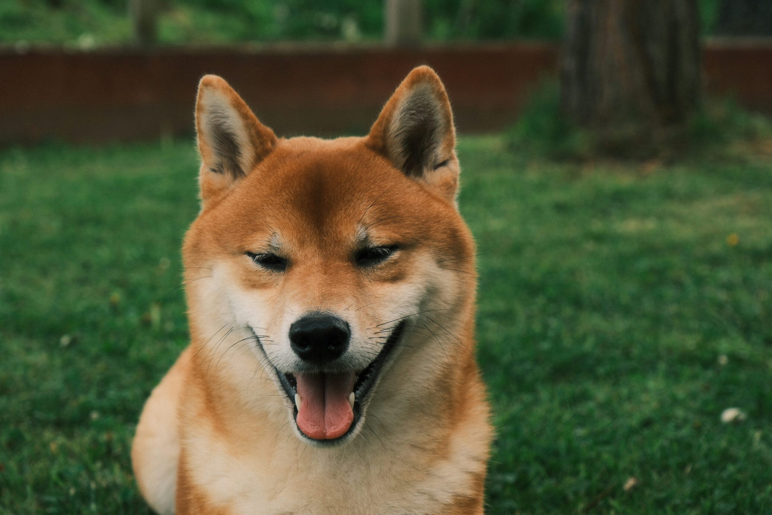 Митинг для лиц с лицом Dogecoin: этот бычий импульс отправит цену в 0,8 доллара ATH