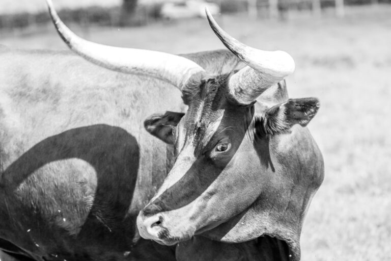 От доткома к криптовалюте: ветеран-аналитик говорит, что бычий забег еще не окончен