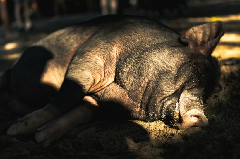 Крипто-мошенничество с «забоем свиней» перерастает в угрозу национальной безопасности — исследование