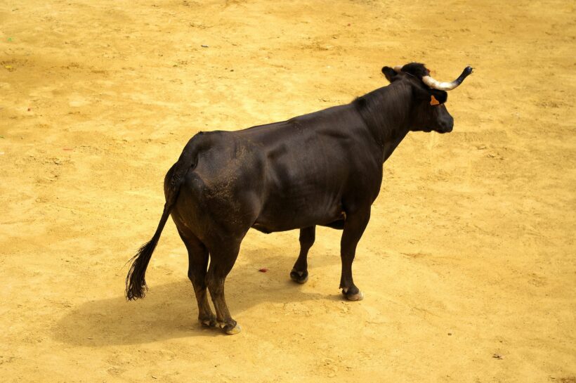 Ветеран-трейдер назвал держателей XRP «необразованными пермскими быками» — подробности