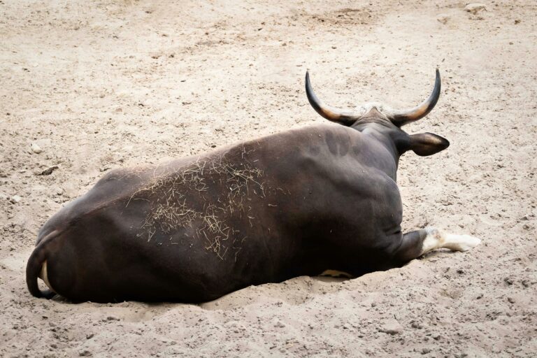 Сантимент: биткойн-быки загружаются, когда киты и акулы покупают падение